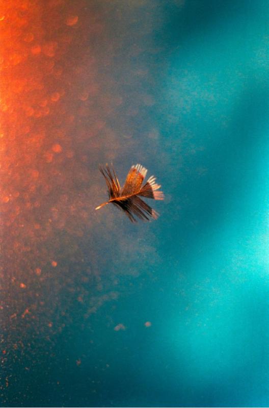 Invitation dilemma (Bluethroat, Biologische Station Hohenau-Ringelsdorf)