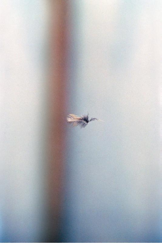 Invitation dilemma (Robin, Gamla Fågel Museet)